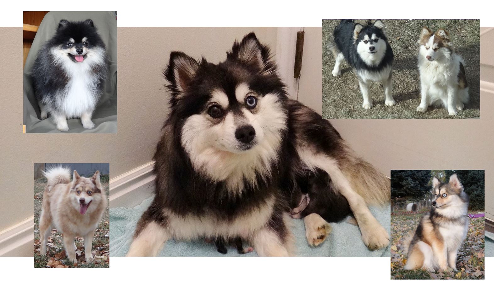 The Pomsky is a new hybrid dog breed from the USA.