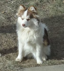 Pomsky bitch with fluffy fur.