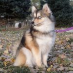 The breeding goal of the Pomsky is the beautiful blue eyes!