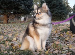 Zuchtziel des Pomsky sind die wunderschönen blauen Augen!